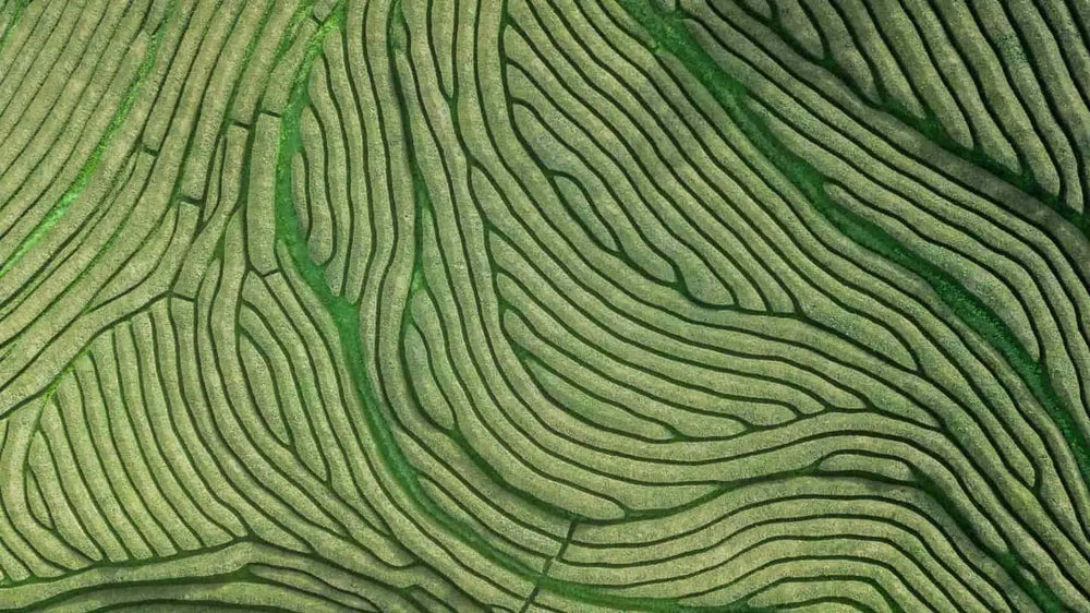 AB-AG_6035_Teeplantage-Portugal