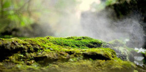 AB-AG_6305_Waldstimmung_1440px