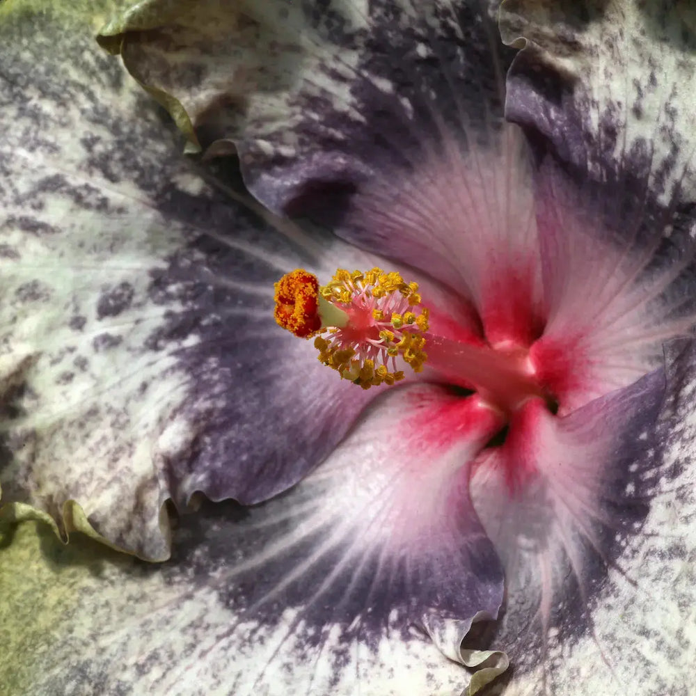 AB-AST-Bloom_344171822