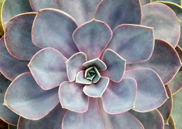 AB-AST-03-succulent