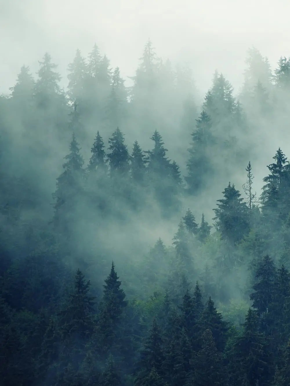 AG-6092_Forest_1_imRaum2_web