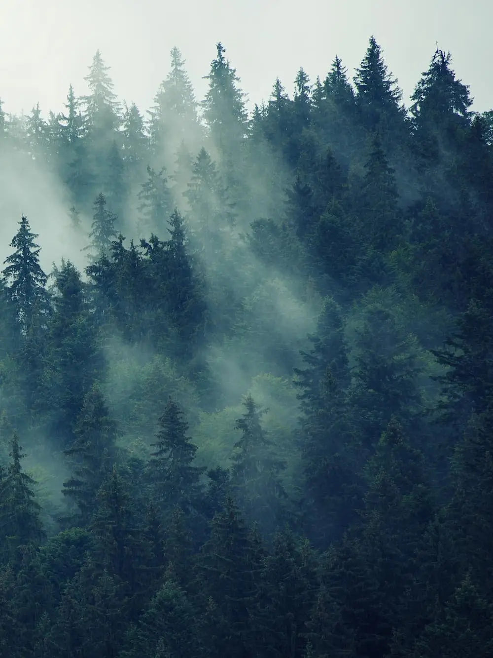 AG-6093_Forest_2_imRaum_web