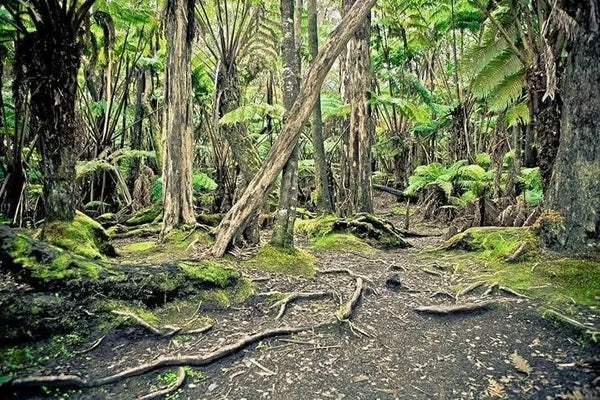 akustikbild-mit-motiv-hawaiian-forest