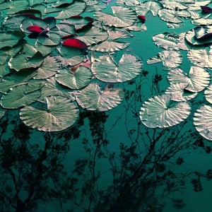 Akustikbild Wasserpoesie – Naturkunst für harmonische Räume
