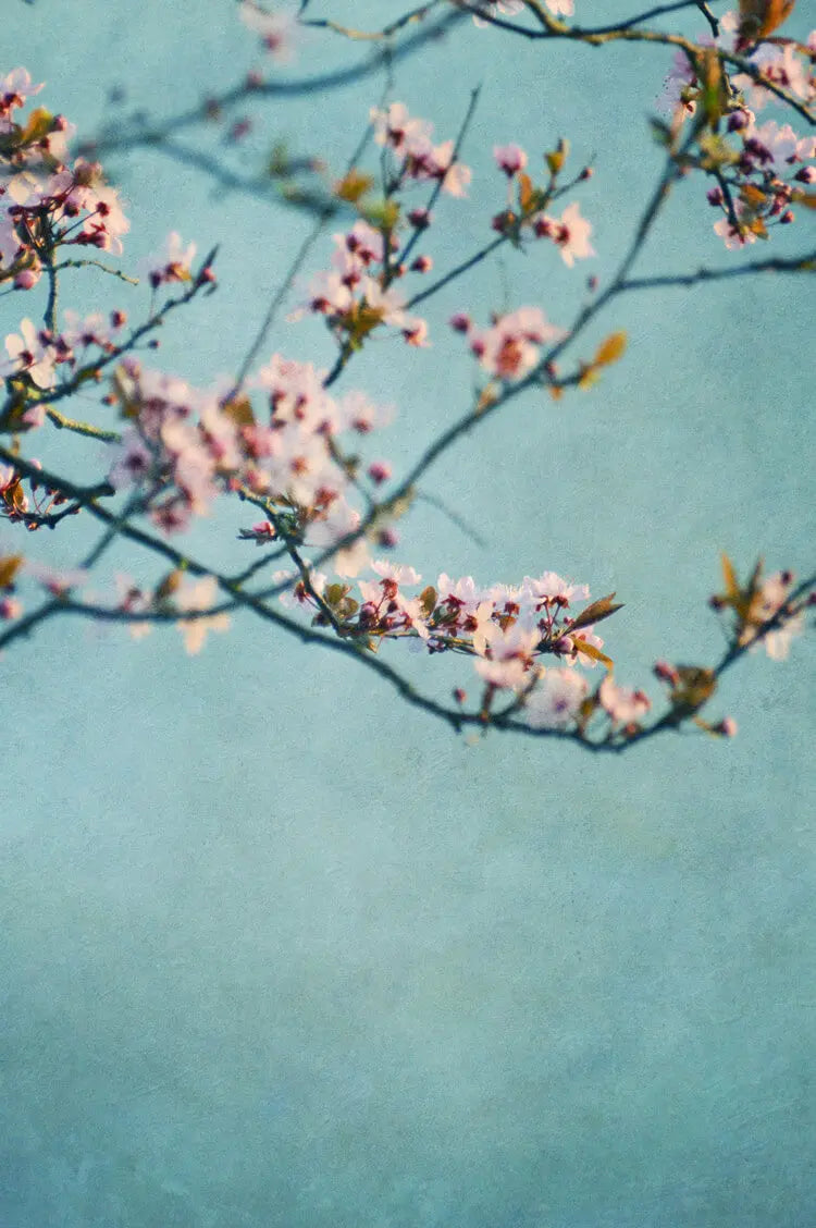 Akustikbild_CD_7167_cherry