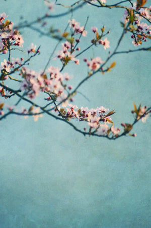 akustikbilder-cd-7167-cherry-motiv