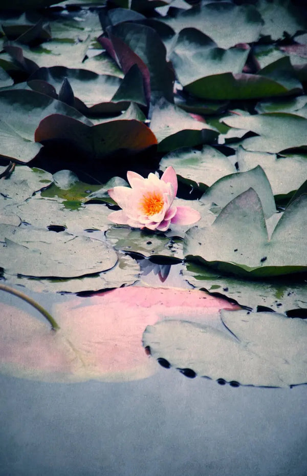 akustikbilder-cd-7182-water-lily-motiv