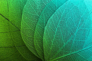 AST-09_Akustikbild-Motiv-Blatt