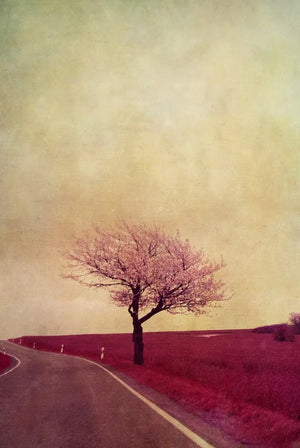 cd_7137_field