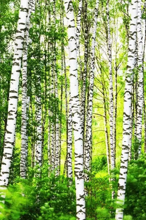 motiv-ag-6090-birch-forest