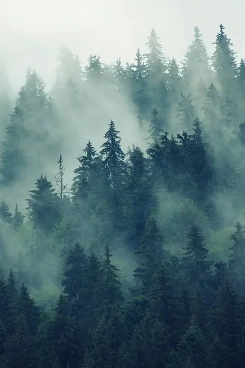 akustik-raumteiler-ag-6091-forest
