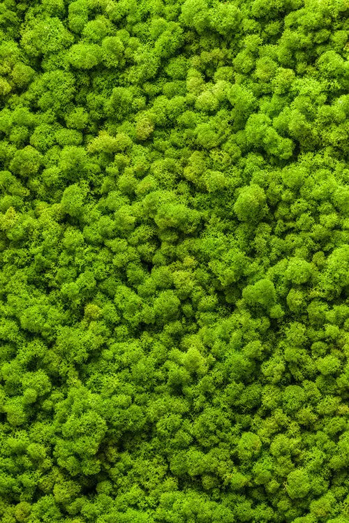 motiv-moss-wall
