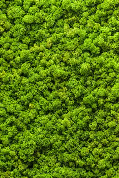 akustik-raumteiler-ag-6058-moss-wall