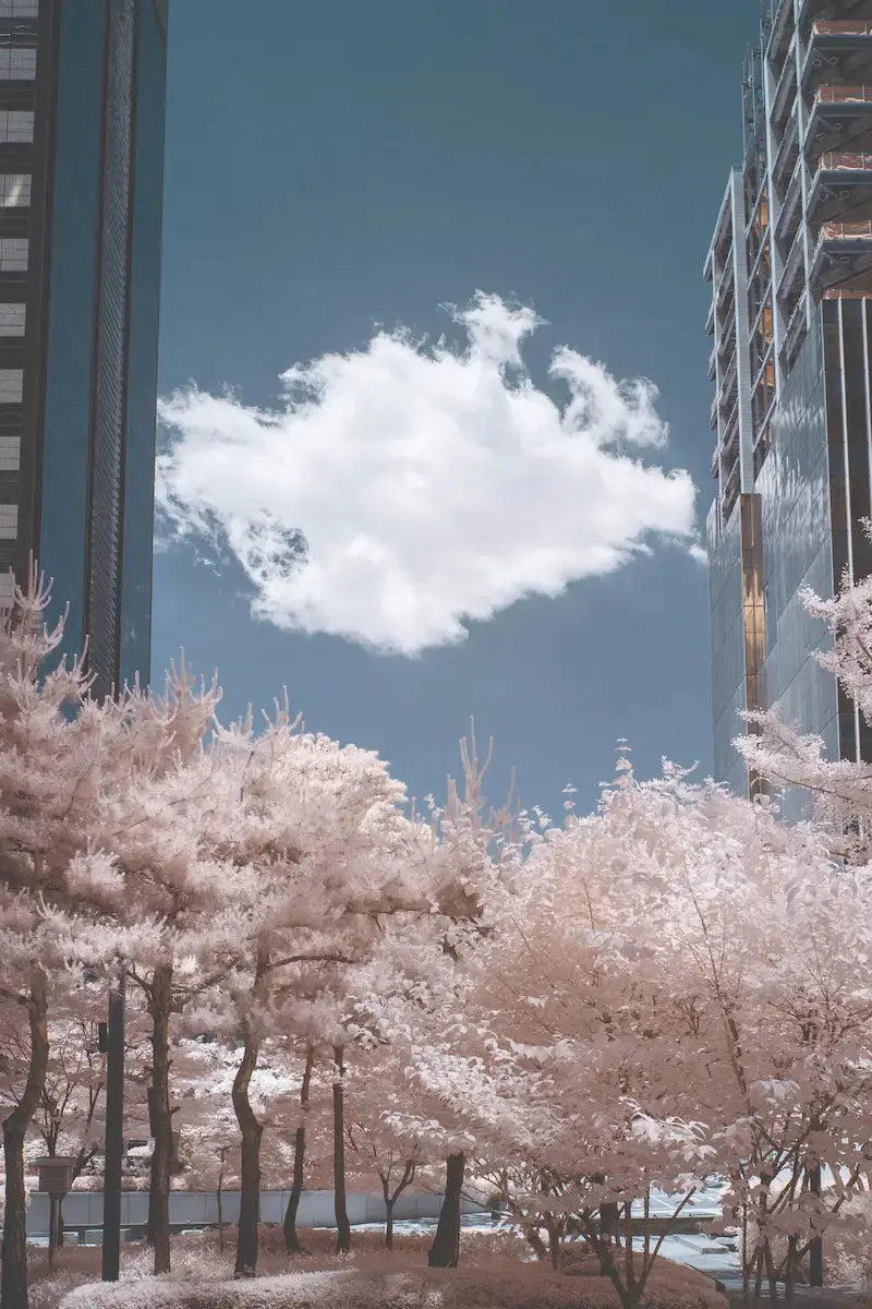 the lone cloud seoul